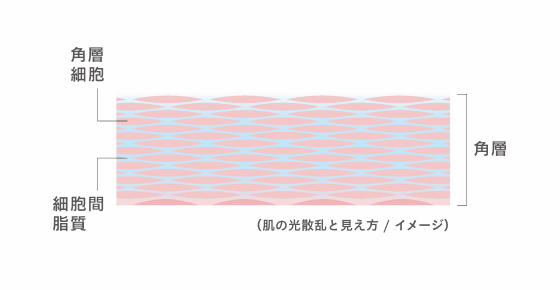 潤って透明感のある肌とは？