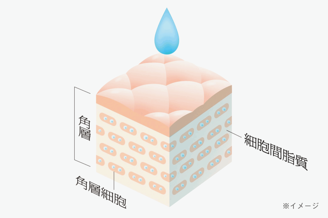 角層　角層細胞　細胞間脂質　※イメージ