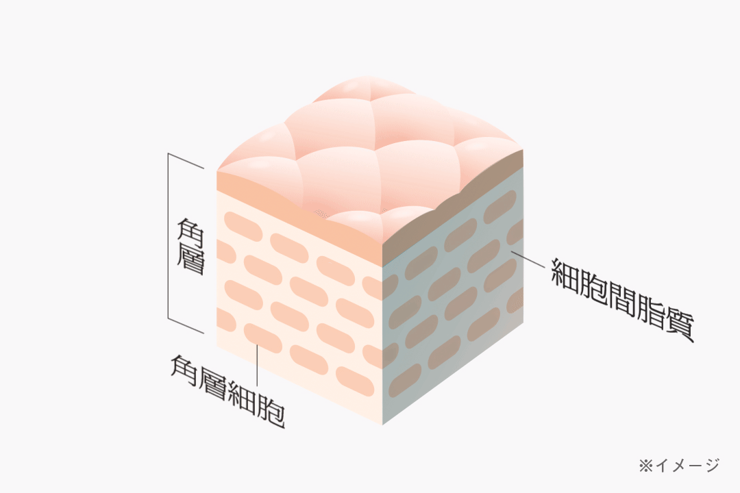 角層　角層細胞　細胞間脂質　※イメージ