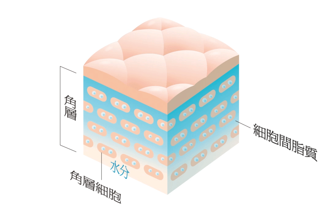 角層　角層細胞　水分　細胞間脂質